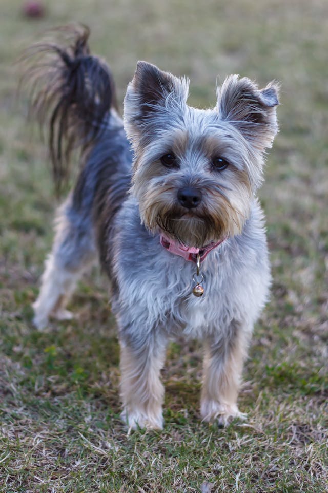 wheaten terrier