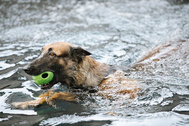 Can I feed my German Shepherd once a day?