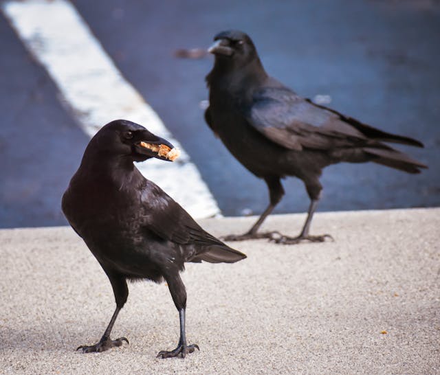 crows