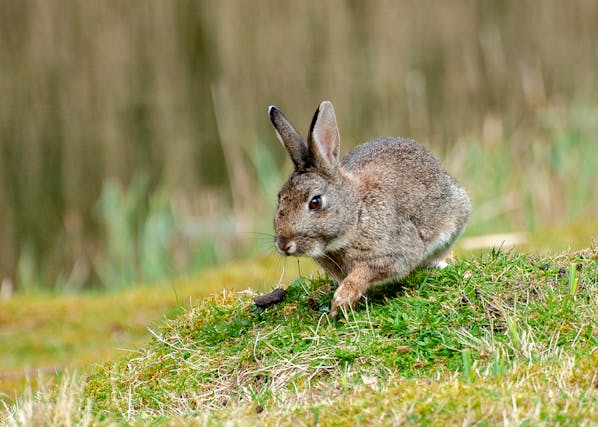 Why does my rabbit dig on me?