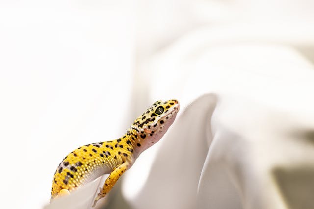 leopard gecko