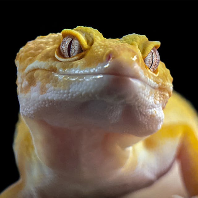 leopard gecko