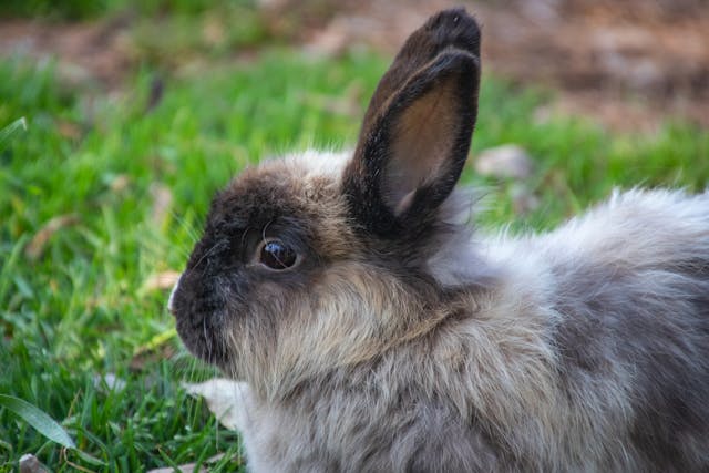 Why does my rabbit dig on me?