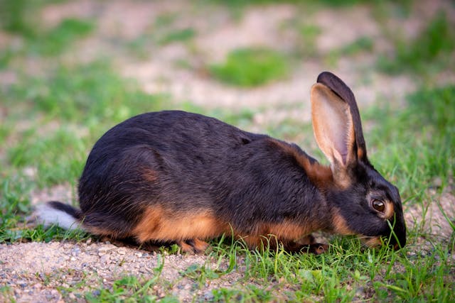 Why does my rabbit dig on me?