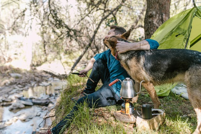 Can I feed my German Shepherd once a day?