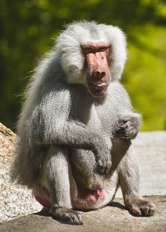 Albino monkey