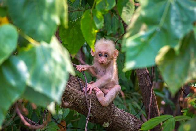 Albino monkey