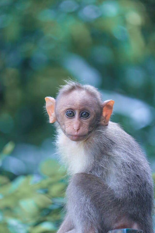 Albino monkey