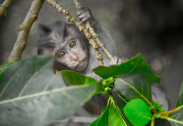 Albino monkey