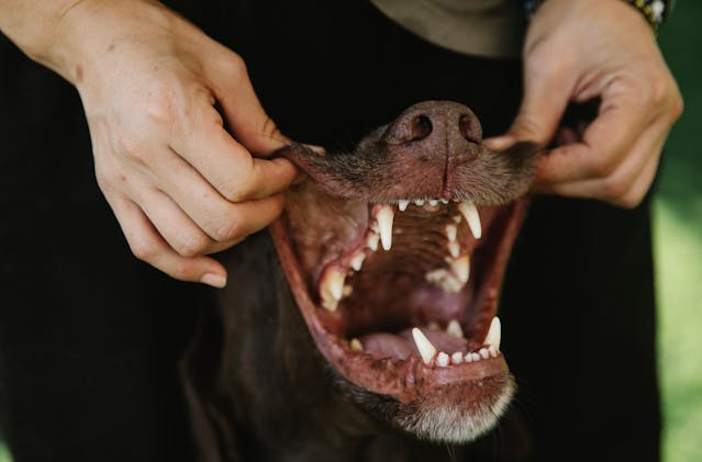 jaw