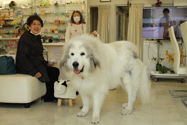 newfoundland and great pyrenees mix