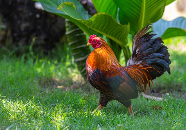 Frizzle Chicken